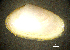  ( - BGE_00648_B03)  @11 [ ] CreativeCommons Attribution Non-Commercial (2024) Stefania Klayn Bulgarian Academy of Sciences, Institute of Biodiversity and Ecosystem Research