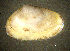  ( - BGE_00648_B04)  @11 [ ] CreativeCommons Attribution Non-Commercial (2024) Stefania Klayn Bulgarian Academy of Sciences, Institute of Biodiversity and Ecosystem Research