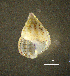  ( - BGE_00649_B04)  @11 [ ] CreativeCommons Attribution Non-Commercial (2024) Stefania Klayn Bulgarian Academy of Sciences, Institute of Biodiversity and Ecosystem Research