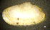  ( - BGE_00648_B05)  @11 [ ] CreativeCommons Attribution Non-Commercial (2024) Stefania Klayn Bulgarian Academy of Sciences, Institute of Biodiversity and Ecosystem Research
