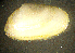  ( - BGE_00648_B07)  @11 [ ] CreativeCommons Attribution Non-Commercial (2024) Stefania Klayn Bulgarian Academy of Sciences, Institute of Biodiversity and Ecosystem Research