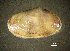  ( - BGE_00648_B08)  @11 [ ] CreativeCommons Attribution Non-Commercial (2024) Stefania Klayn Bulgarian Academy of Sciences, Institute of Biodiversity and Ecosystem Research