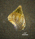  ( - BGE_00649_B09)  @11 [ ] CreativeCommons Attribution Non-Commercial (2024) Stefania Klayn Bulgarian Academy of Sciences, Institute of Biodiversity and Ecosystem Research