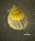  ( - BGE_00649_B10)  @11 [ ] CreativeCommons Attribution Non-Commercial (2024) Stefania Klayn Bulgarian Academy of Sciences, Institute of Biodiversity and Ecosystem Research