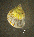  ( - BGE_00649_B11)  @11 [ ] CreativeCommons Attribution Non-Commercial (2024) Stefania Klayn Bulgarian Academy of Sciences, Institute of Biodiversity and Ecosystem Research