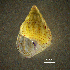  ( - BGE_00649_B12)  @11 [ ] CreativeCommons Attribution Non-Commercial (2024) Stefania Klayn Bulgarian Academy of Sciences, Institute of Biodiversity and Ecosystem Research