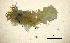  (Sabellaria taurica - BGE_00650_B12)  @11 [ ] CreativeCommons Attribution Non-Commercial (2024) Stefania Klayn Bulgarian Academy of Sciences, Institute of Biodiversity and Ecosystem Research