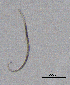  ( - BGE_00627_D01)  @11 [ ] CreativeCommons - Attribution Share - Alike (2025) Unspecified Unspecified