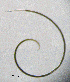  (Longidorus intermedius - BGE_00627_G06)  @11 [ ] CreativeCommons - Attribution Share - Alike (2025) Unspecified Unspecified