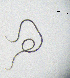  (Longidorus iranicus - BGE_00627_H05)  @11 [ ] CreativeCommons - Attribution Share - Alike (2039) Unspecified Unspecified