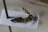  (Macropsidius abrotani - BGE_00631_A04)  @11 [ ] CreativeCommons - Attribution Share - Alike (2025) Unspecified Unspecified