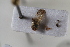  (Hyalesthes luteipes - BGE_00631_A10)  @11 [ ] CreativeCommons - Attribution Share - Alike (2025) Unspecified Unspecified