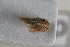  (Dryodurgades - BGE_00631_D10)  @11 [ ] CreativeCommons - Attribution Share - Alike (2025) Unspecified Unspecified
