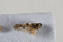  (Matutinella - BGE_00631_E04)  @11 [ ] CreativeCommons - Attribution Share - Alike (2025) Unspecified Unspecified