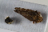  (Fieberiella kritiella - BGE_00631_E07)  @11 [ ] CreativeCommons - Attribution Share - Alike (2025) Unspecified Unspecified