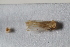  (Pseudaraeopus - BGE_00631_G01)  @11 [ ] CreativeCommons - Attribution Share - Alike (2025) Unspecified Unspecified