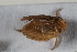  (Latilica tunetana - BGE_00631_G07)  @11 [ ] CreativeCommons - Attribution Share - Alike (2025) Unspecified Unspecified