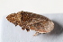  ( - BGE_00631_H04)  @11 [ ] CreativeCommons - Attribution Share - Alike (2025) Unspecified Unspecified
