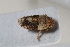  ( - BGE_00631_H05)  @11 [ ] CreativeCommons - Attribution Share - Alike (2025) Unspecified Unspecified