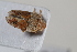  ( - BGE_00631_H06)  @11 [ ] CreativeCommons - Attribution Share - Alike (2027) Unspecified Unspecified