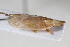  (Dictyophara pannonica - BGE_00631_H07)  @11 [ ] CreativeCommons - Attribution Share - Alike (2028) Unspecified Unspecified