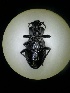  (Carabus bessarabucus - BGE_00633_A01)  @11 [ ] CreativeCommons - Attribution Share - Alike (2025) Unspecified Unspecified