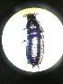  (Carabus scabrosus - BGE_00633_A03)  @11 [ ] CreativeCommons - Attribution Share - Alike (2025) Unspecified Unspecified