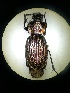  (Carabus ulrichii - BGE_00633_A12)  @11 [ ] CreativeCommons - Attribution Share - Alike (2025) Unspecified Unspecified