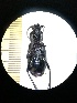  (Carabus violaceus azuresens - BGE_00633_B04)  @11 [ ] CreativeCommons - Attribution Share - Alike (2025) Unspecified Unspecified