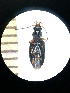  (Bembidion siculum - BGE_00633_C01)  @11 [ ] CreativeCommons - Attribution Share - Alike (2025) Unspecified Unspecified
