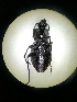  (Carabus convexus - BGE_00633_D10)  @11 [ ] CreativeCommons - Attribution Share - Alike (2025) Unspecified Unspecified