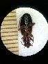  (Cymindis axillaris - BGE_00633_G02)  @11 [ ] CreativeCommons - Attribution Share - Alike (2025) Unspecified Unspecified