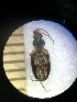  (Bembidion atlanticum - BGE_00634_E05)  @11 [ ] CreativeCommons - Attribution Share - Alike (2025) Unspecified Unspecified