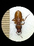  (Tapinopterus balcanicus - BGE_00634_F05)  @11 [ ] CreativeCommons - Attribution Share - Alike (2025) Unspecified Unspecified