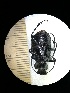  (Calosoma denticolle - BGE_00634_F10)  @11 [ ] CreativeCommons - Attribution Share - Alike (2025) Unspecified Unspecified