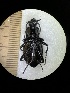  (Carabus preslii - BGE_00639_F11)  @11 [ ] CreativeCommons - Attribution Share - Alike (2025) Unspecified Unspecified