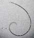  ( - BGE_00645_D01)  @11 [ ] CreativeCommons - Attribution Share - Alike (2025) Unspecified Unspecified