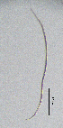  ( - BGE_00645_D02)  @11 [ ] CreativeCommons - Attribution Share - Alike (2025) Unspecified Unspecified
