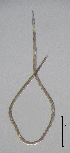 ( - BGE_00645_D04)  @11 [ ] CreativeCommons - Attribution Share - Alike (2025) Unspecified Unspecified