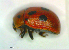  ( - BGE_00646_C01)  @11 [ ] CreativeCommons - Attribution Share - Alike (2025) Unspecified Unspecified