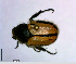  ( - BGE_00646_C05)  @11 [ ] CreativeCommons - Attribution Share - Alike (2025) Unspecified Unspecified