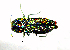  ( - BGE_00646_H03)  @11 [ ] CreativeCommons - Attribution Share - Alike (2025) Unspecified Unspecified