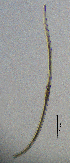  ( - BGE_00647_A11)  @11 [ ] CreativeCommons - Attribution Share - Alike (2025) Unspecified Unspecified