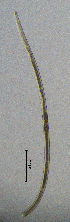  ( - BGE_00647_A11)  @11 [ ] CreativeCommons - Attribution Share - Alike (2025) Unspecified Unspecified