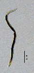  ( - BGE_00647_B01)  @11 [ ] CreativeCommons - Attribution Share - Alike (2025) Unspecified Unspecified