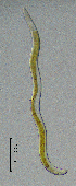  ( - BGE_00647_B02)  @11 [ ] CreativeCommons - Attribution Share - Alike (2025) Unspecified Unspecified