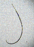  (Xiphinema vuittenezi - BGE_00647_B10)  @11 [ ] CreativeCommons - Attribution Share - Alike (2025) Unspecified Unspecified
