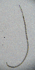  ( - BGE_00647_B11)  @11 [ ] CreativeCommons - Attribution Share - Alike (2025) Unspecified Unspecified