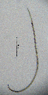  ( - BGE_00647_B11)  @11 [ ] CreativeCommons - Attribution Share - Alike (2025) Unspecified Unspecified
