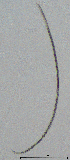  ( - BGE_00647_C12)  @11 [ ] CreativeCommons - Attribution Share - Alike (2025) Unspecified Unspecified